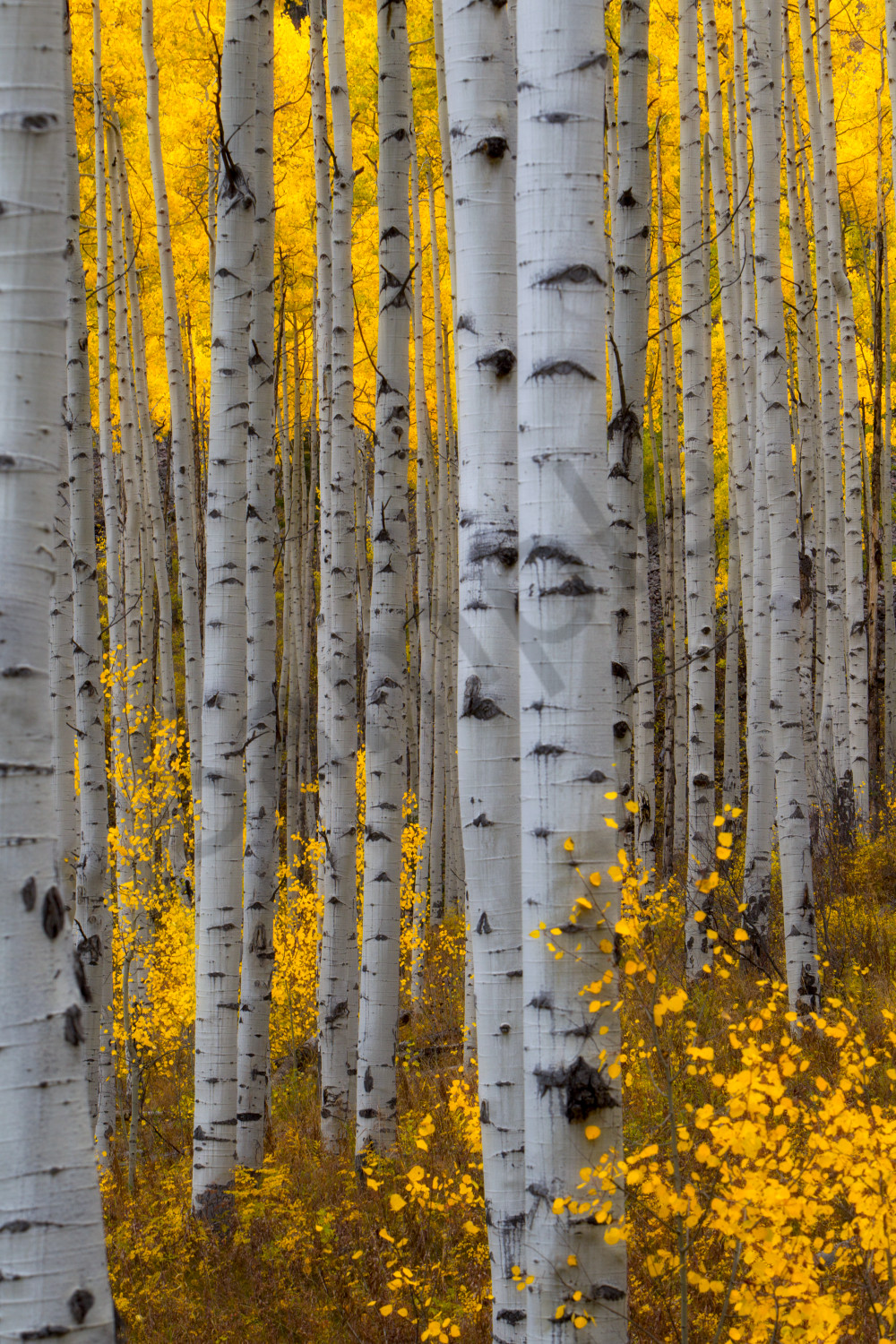 AspenFall9_sw2t2v.jpg