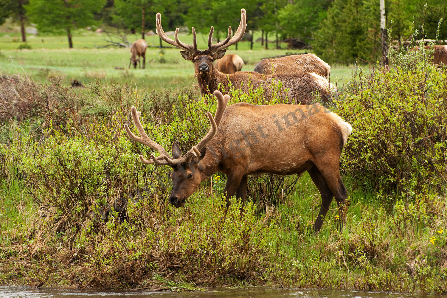mountain light images two bull elk with antlers still in velvet early  summer rocky mountain national park by a stream
