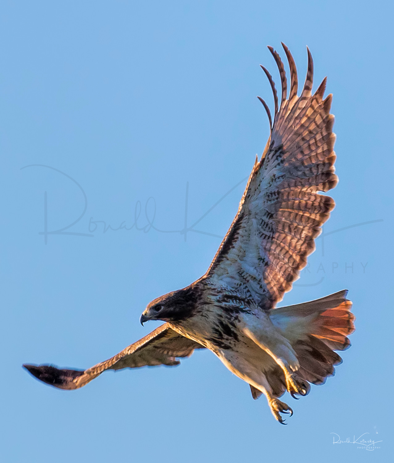 Sunrise of the Red Tailed Hawk
