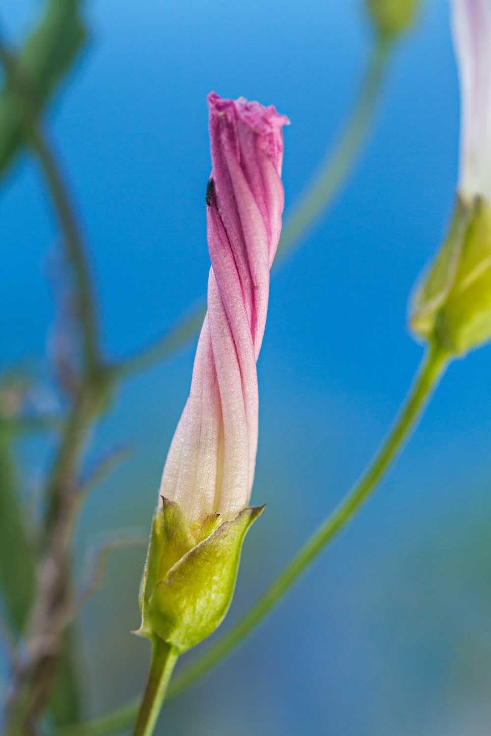 Closed Morning Glory Flower Photograph For Sale As Fine Art