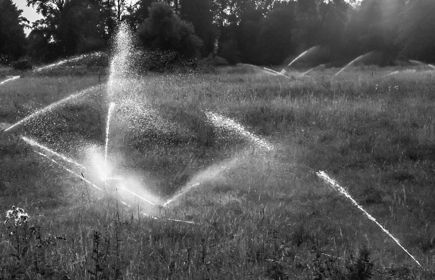 Sprinklers at Sunset