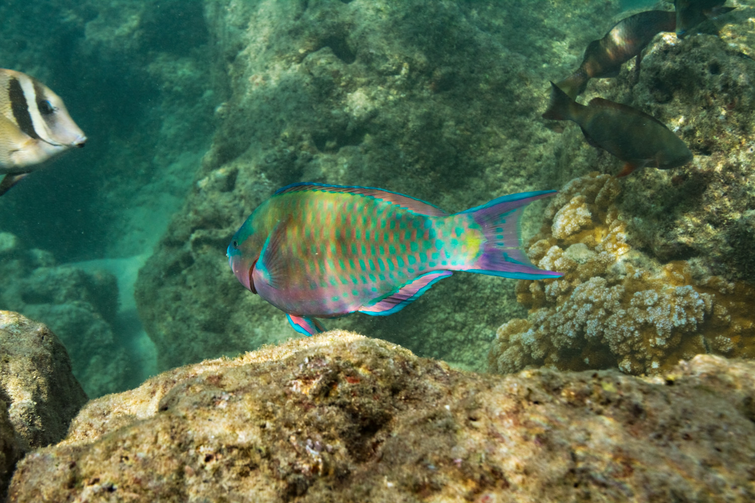Parrotfish Swimming At Hanauma Bay Photograph For Sale As Fine Art