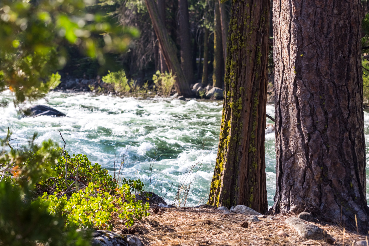 Morning Light On Kings River Photograph For Sale As Fine Art