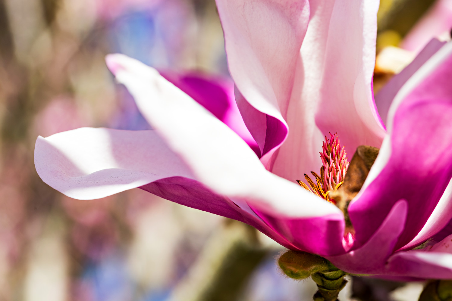 Magnolia Flowers Clarksville Tn : Laurel Foundry Modern Farmhouse