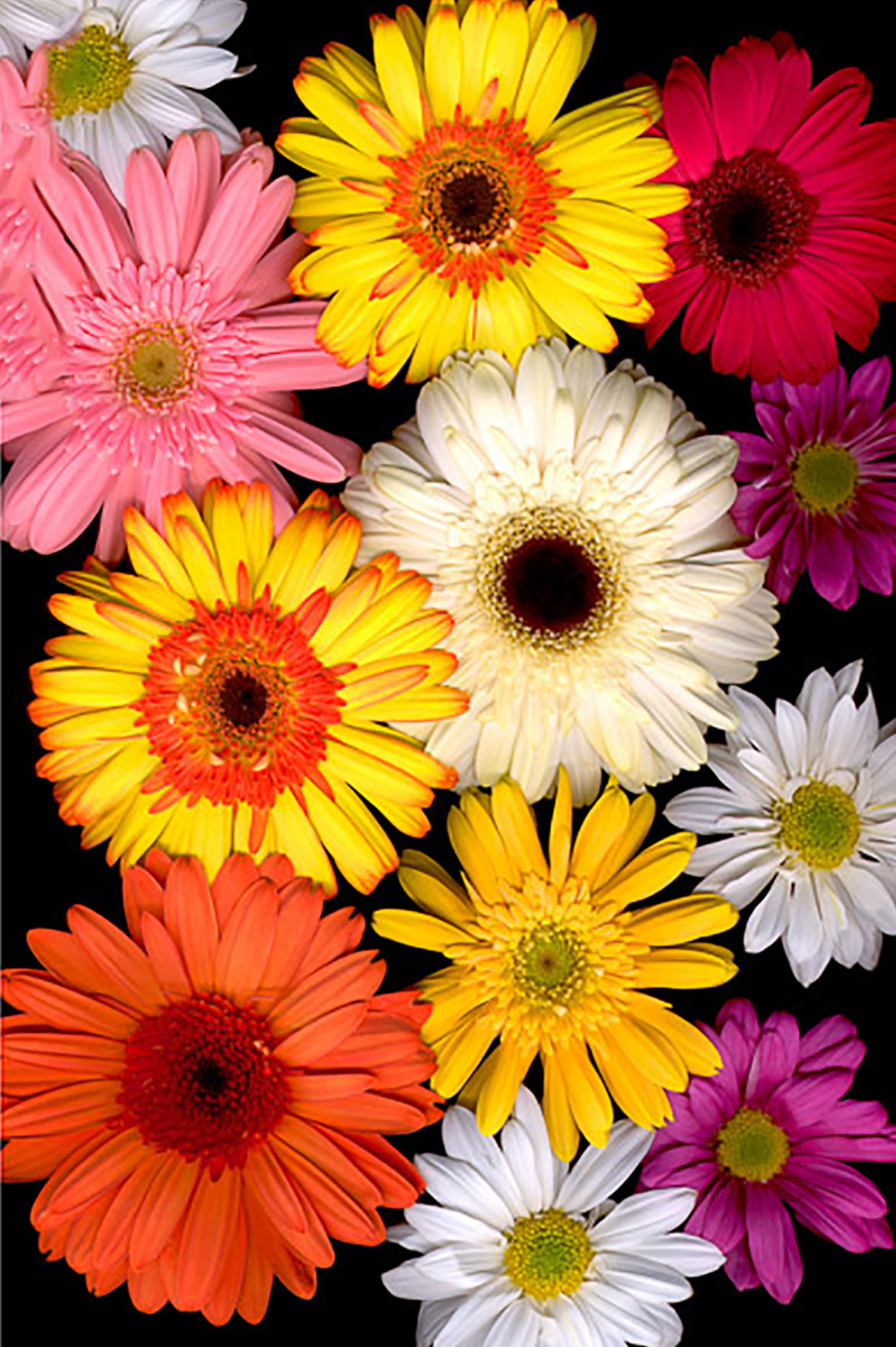 Gerbera Mosaic Photo Print