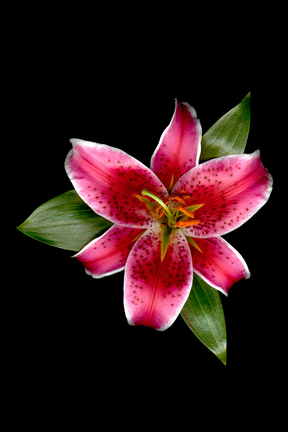 Lilly Stargazer Photo Print