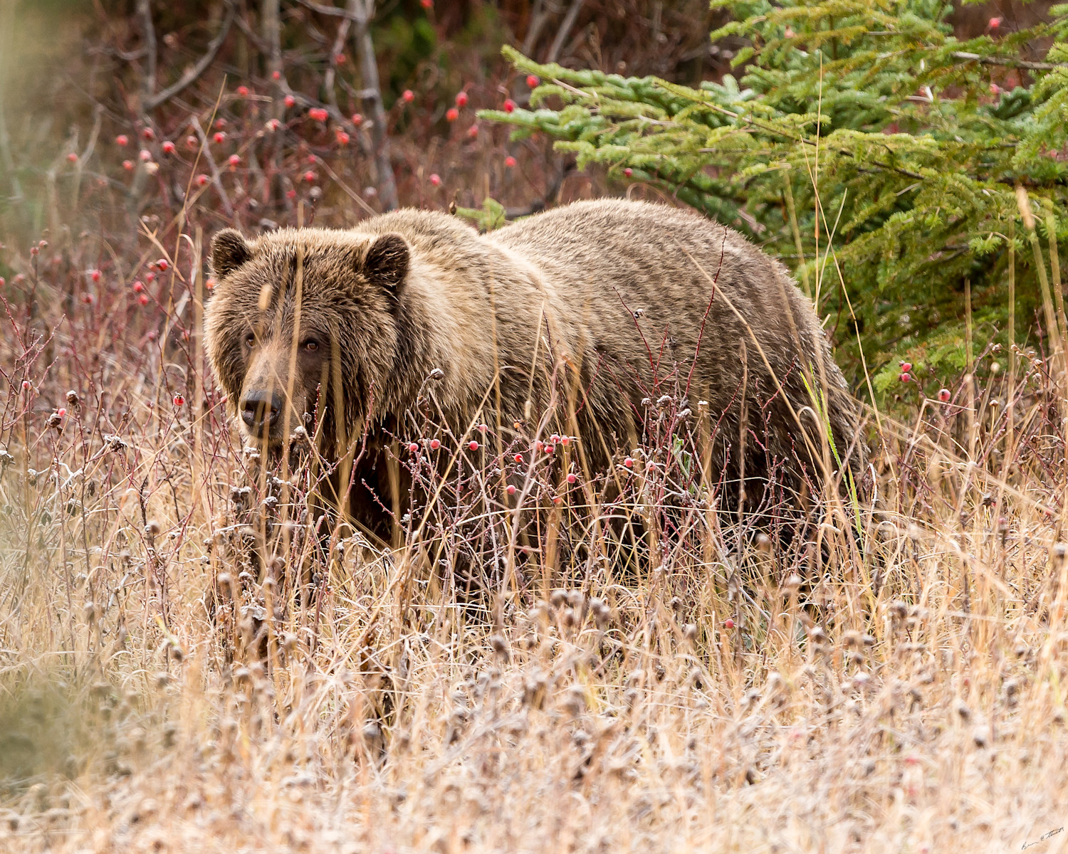 Bear In The Forest Art Alaska Wild Bear Photography