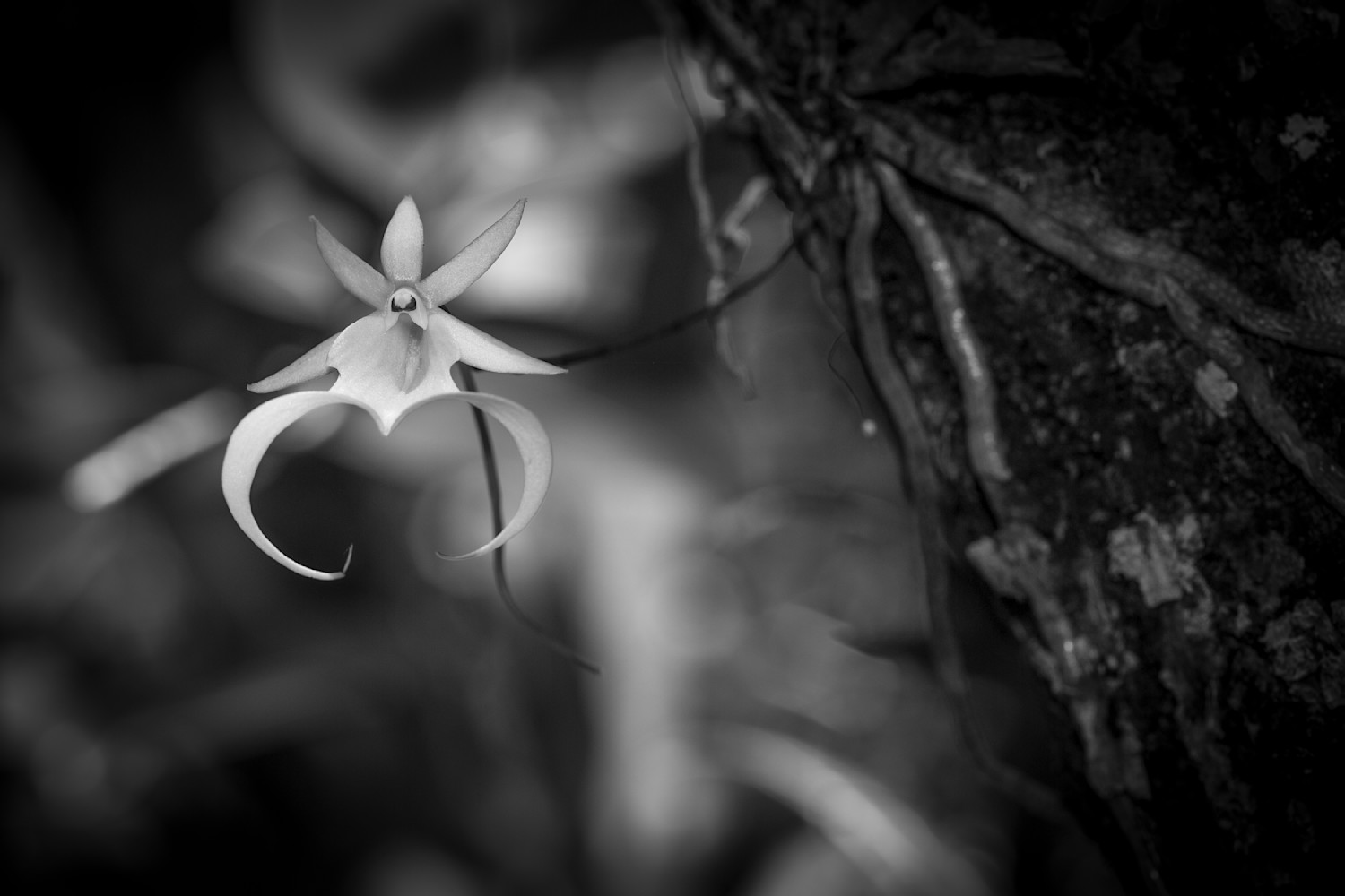 Tissue Paper, Wildflowers Black and White 20x30 Single Sheet