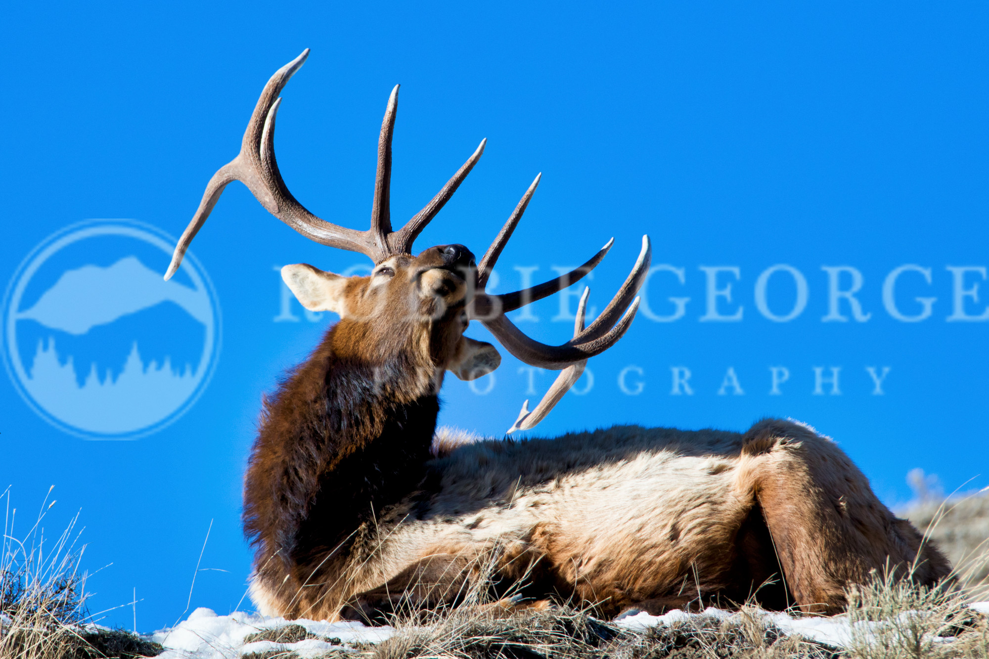 'Elk Antlers' Majestic Bull Elk Photograph Robbie George