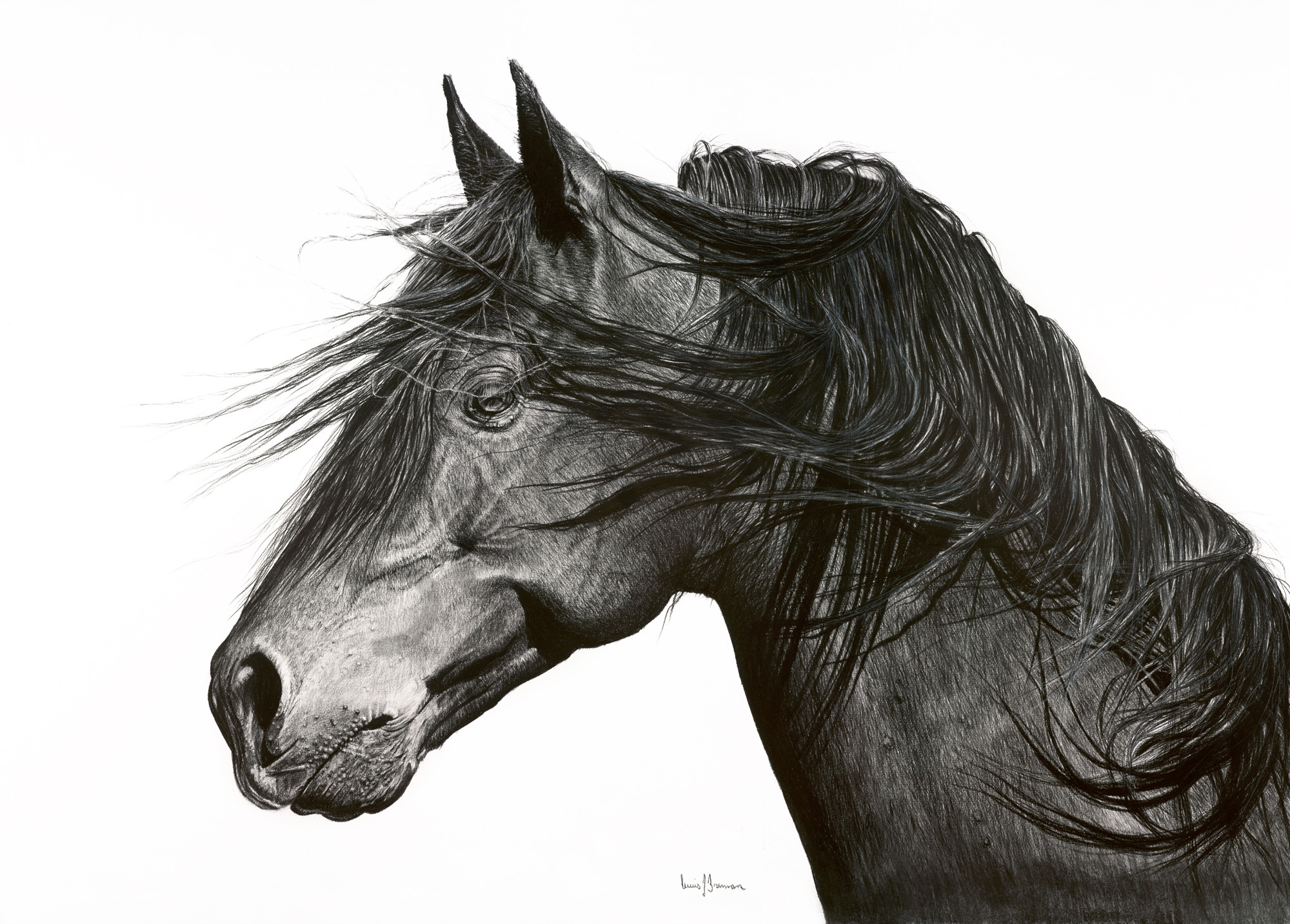 Wild Horses Drawing by Lorraine Foster  Pixels