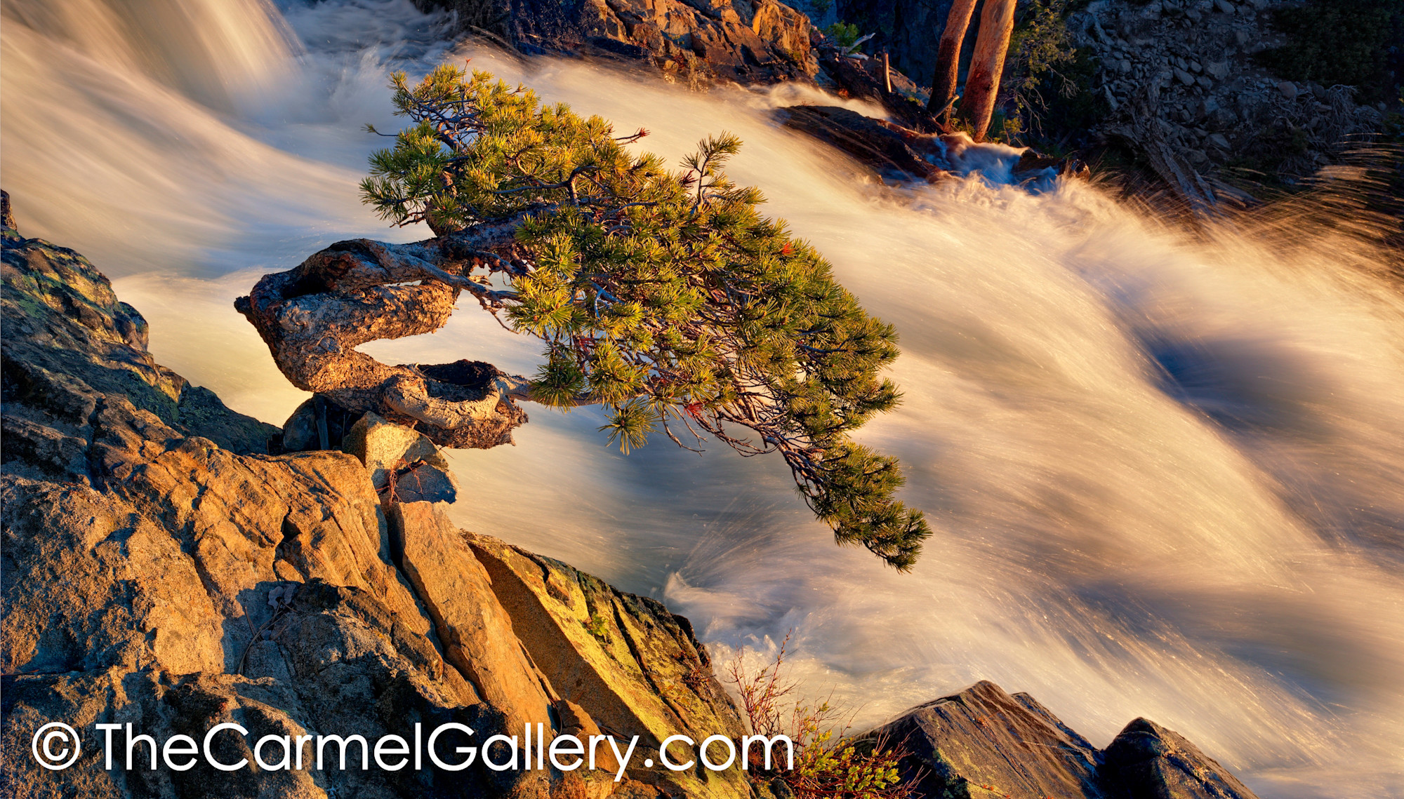 Wild Bonsai At Sunrise