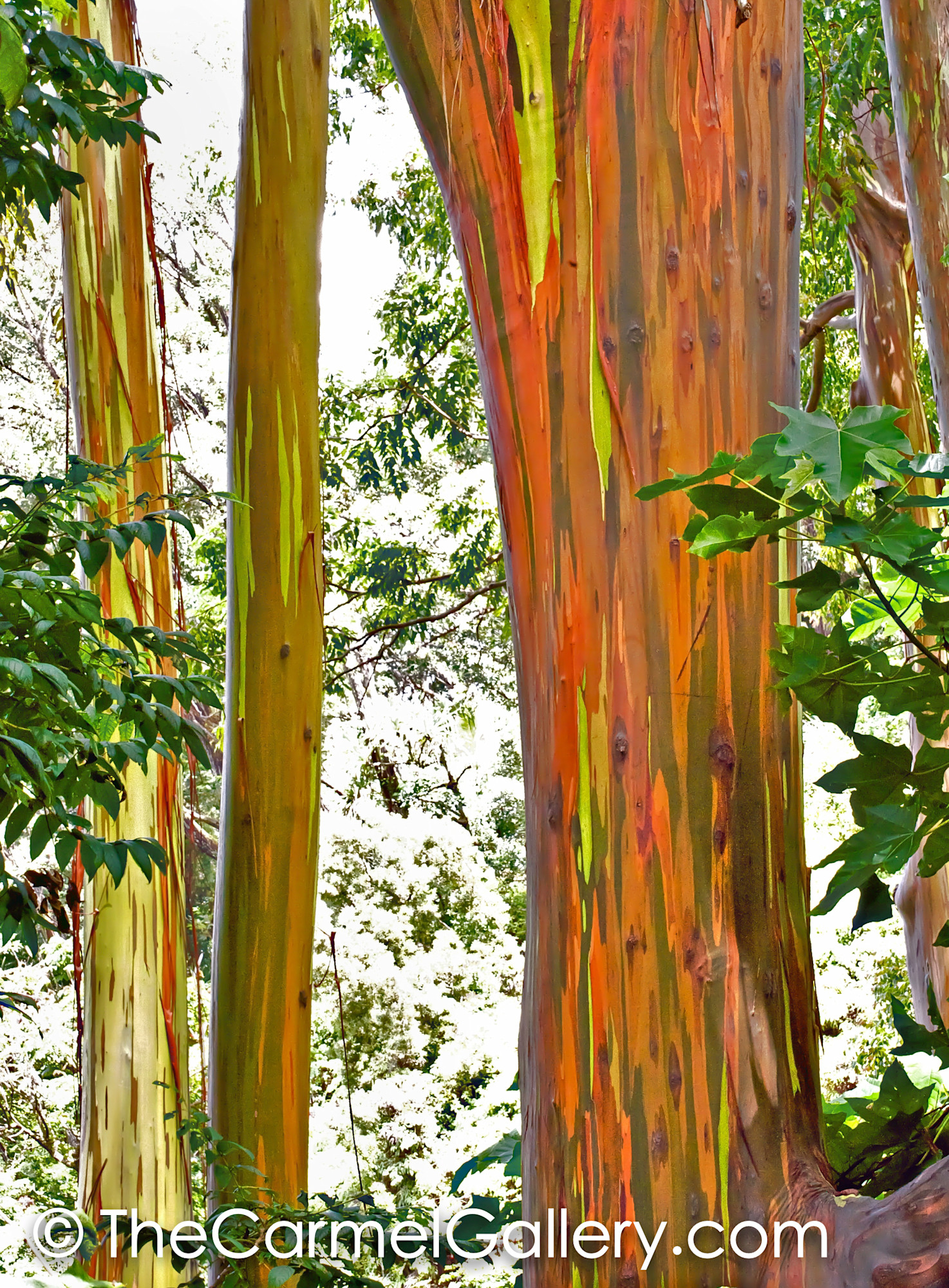 Rainbow Eucalyptus Maui