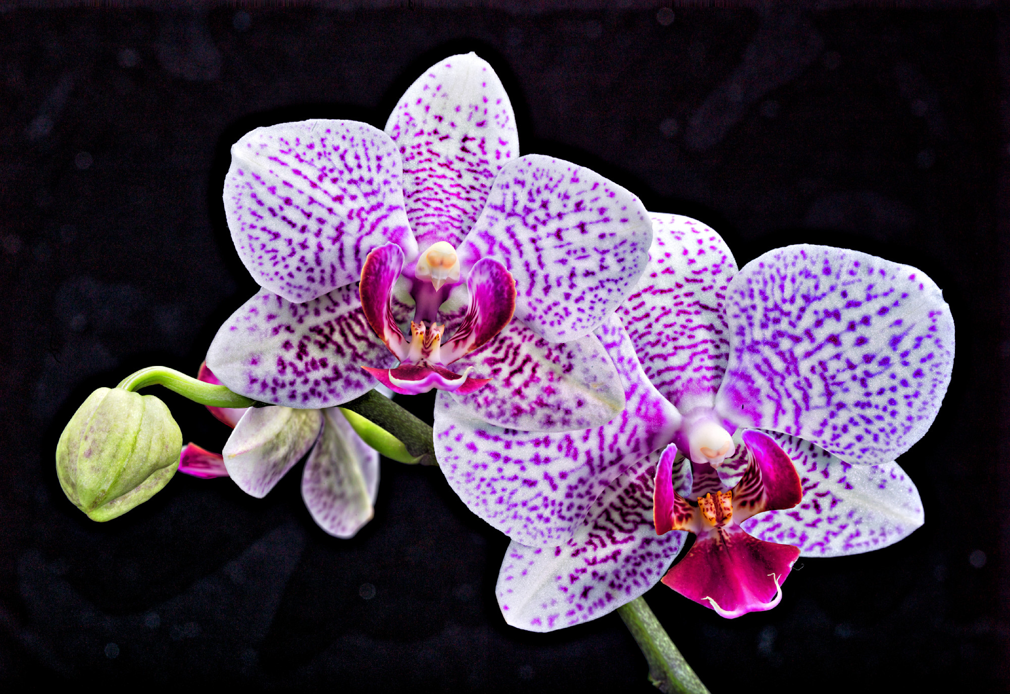 Purple Orchid Iridescent Fine Glitter – shopgoodeystudio