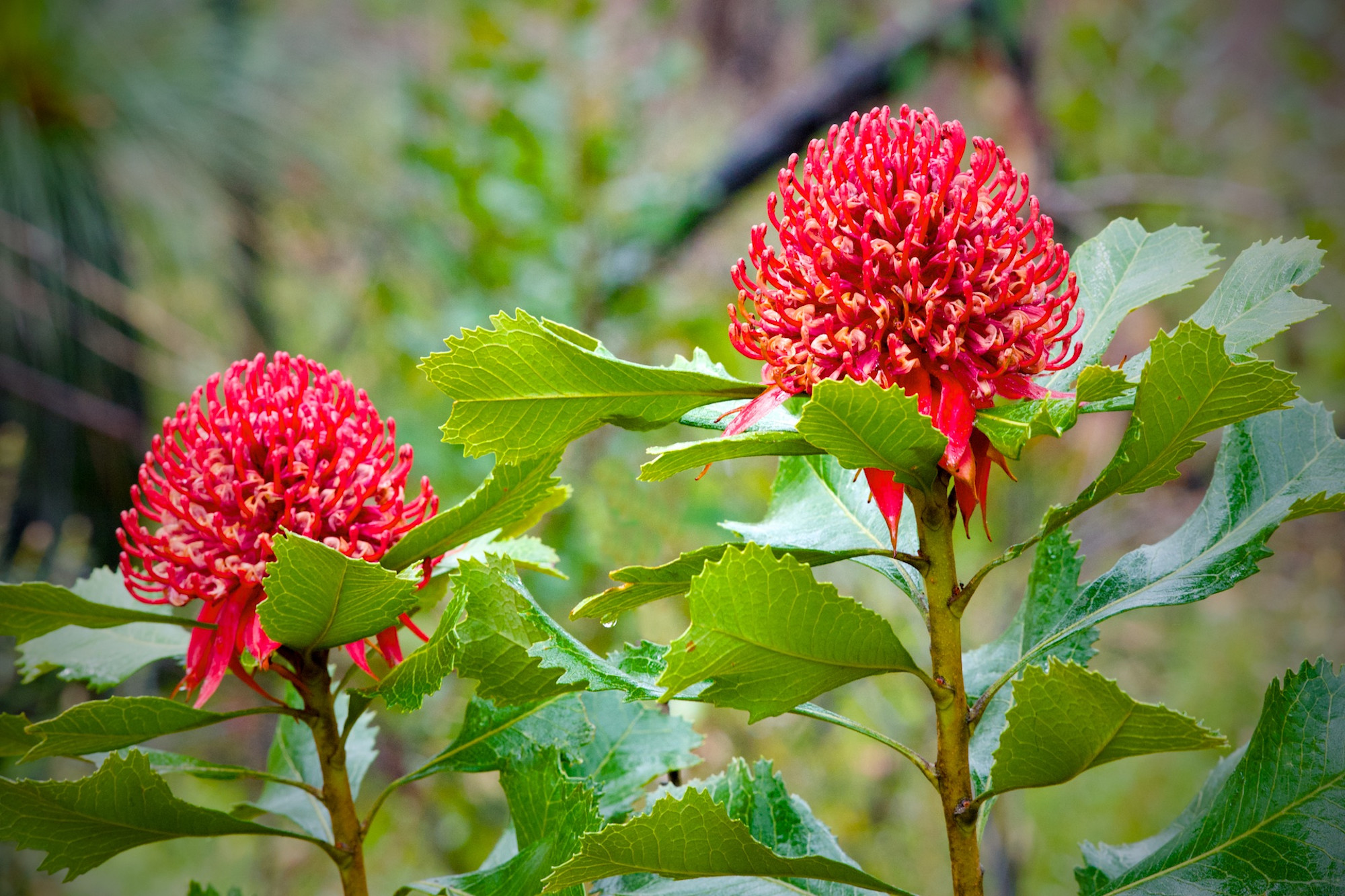 Waratah Pair Patonga Brisbane Water National Park NSW Australia