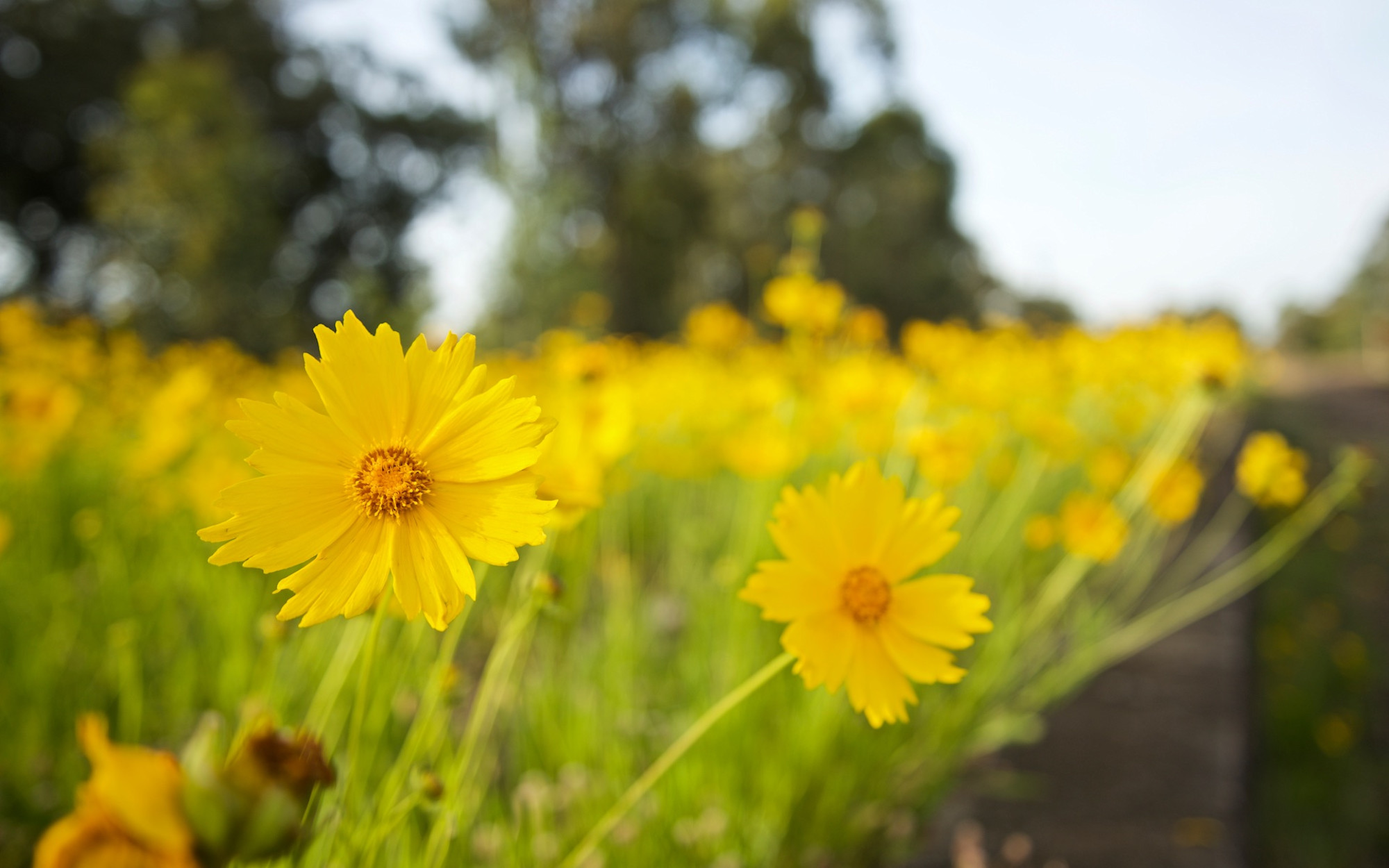 Golden Blooms Neath Hunter Valley NSW Australia Flora