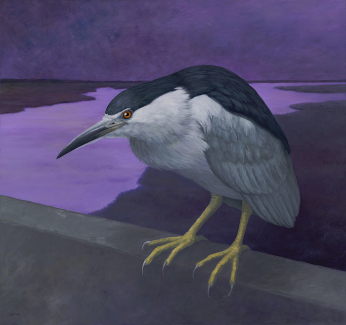 Britton_night_heron_wnzm7f