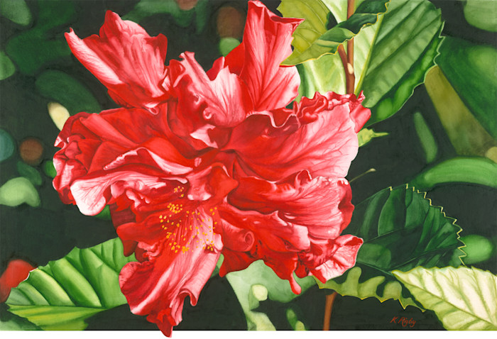 Krig_011_red-hibiscus_qgt6lo