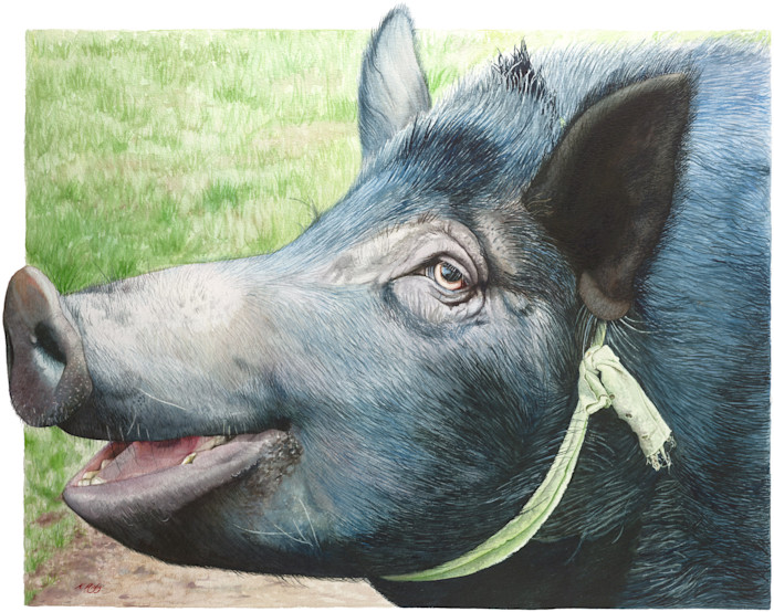 Krig_019-pig_greenribbon_yyzypf