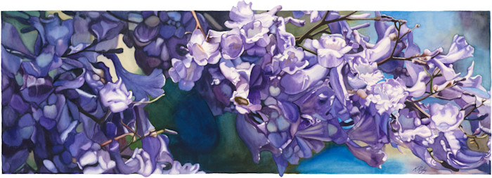 Krig_024_jacaranda_bhtcrn