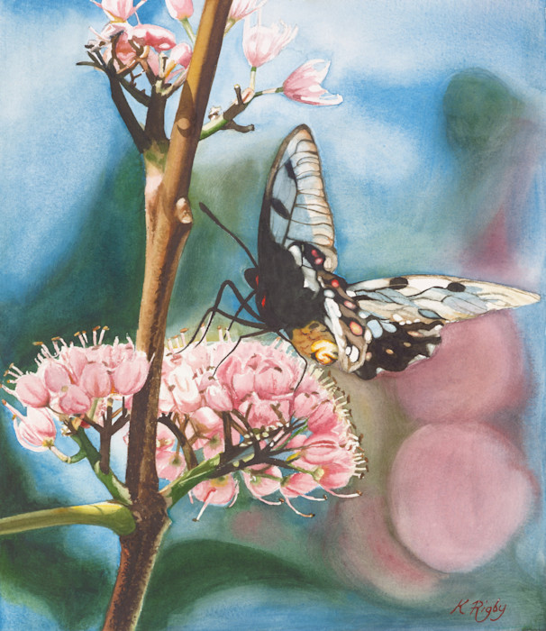 Krig_026_butterfly_kv59qp