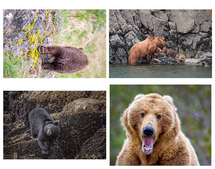 Folio_bears_utybzp