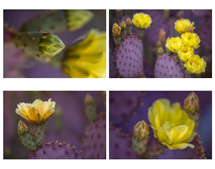 Folio_prickly_pear_s4ccpp