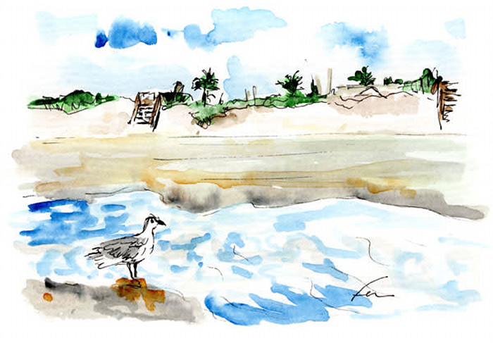 Seagullandsteps_qmpesr