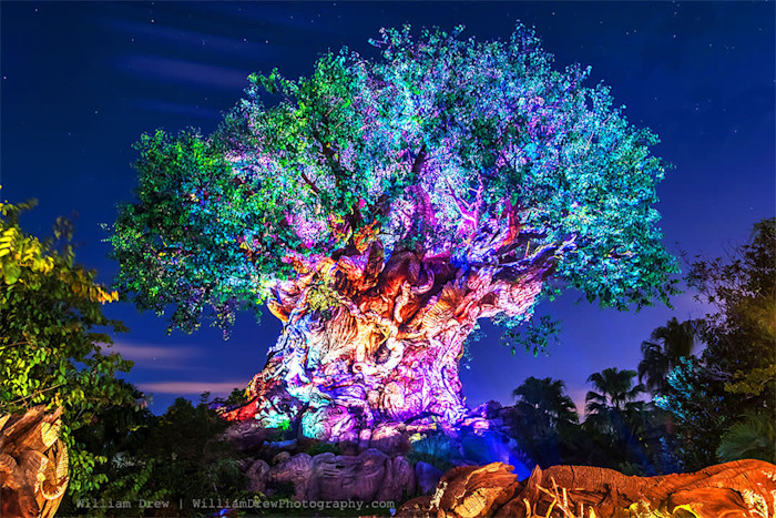 Tree_of_life_awakenings_sm_pzoogn