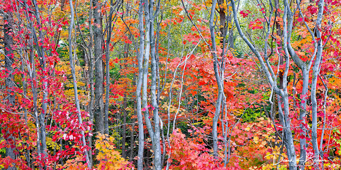 Autumn_blaze_pano_r4sp1w_hz5bf5