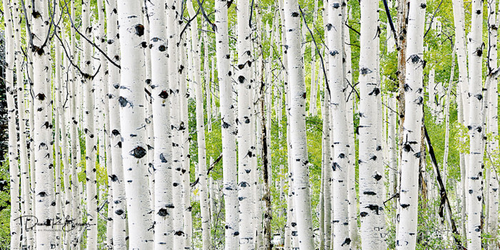 Aspens-pano_w2muux_qdyplw