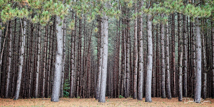 Walk-in-the-woods_t44unh_h2jamj