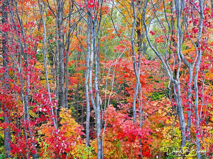 Autumn-blaze_sszry2_qn2qeb