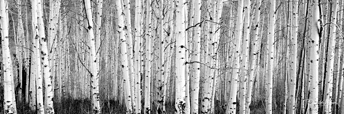 Aspens_black_and_white_3_to_1_z5bco2_klspbq