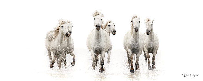 Running_free_pano_zzorip
