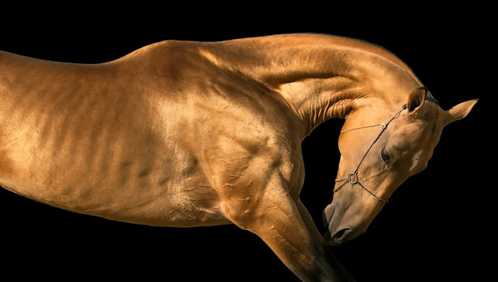 Golden-stallion-square_adcjjj
