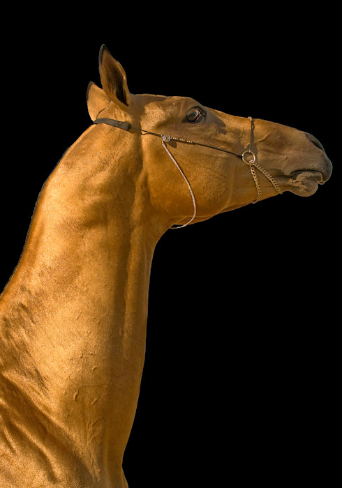 Goldenstallion1_web_rn20xo