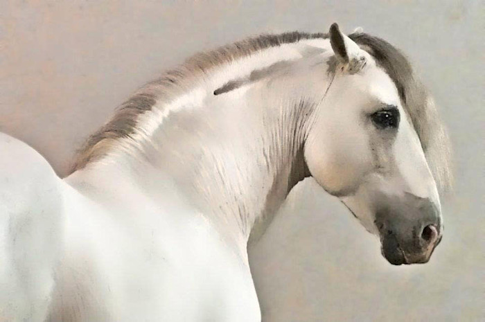 Horse-white_w8fdk6
