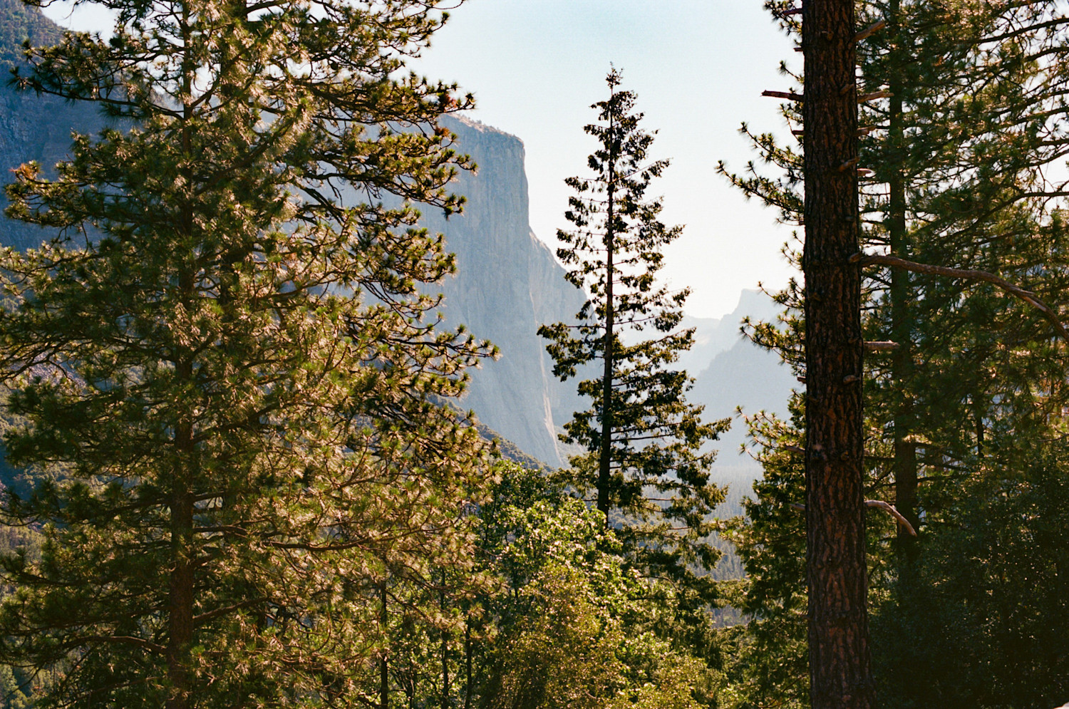 YosemiteTrees