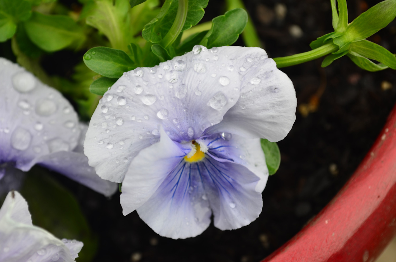 Water sprinkled flower