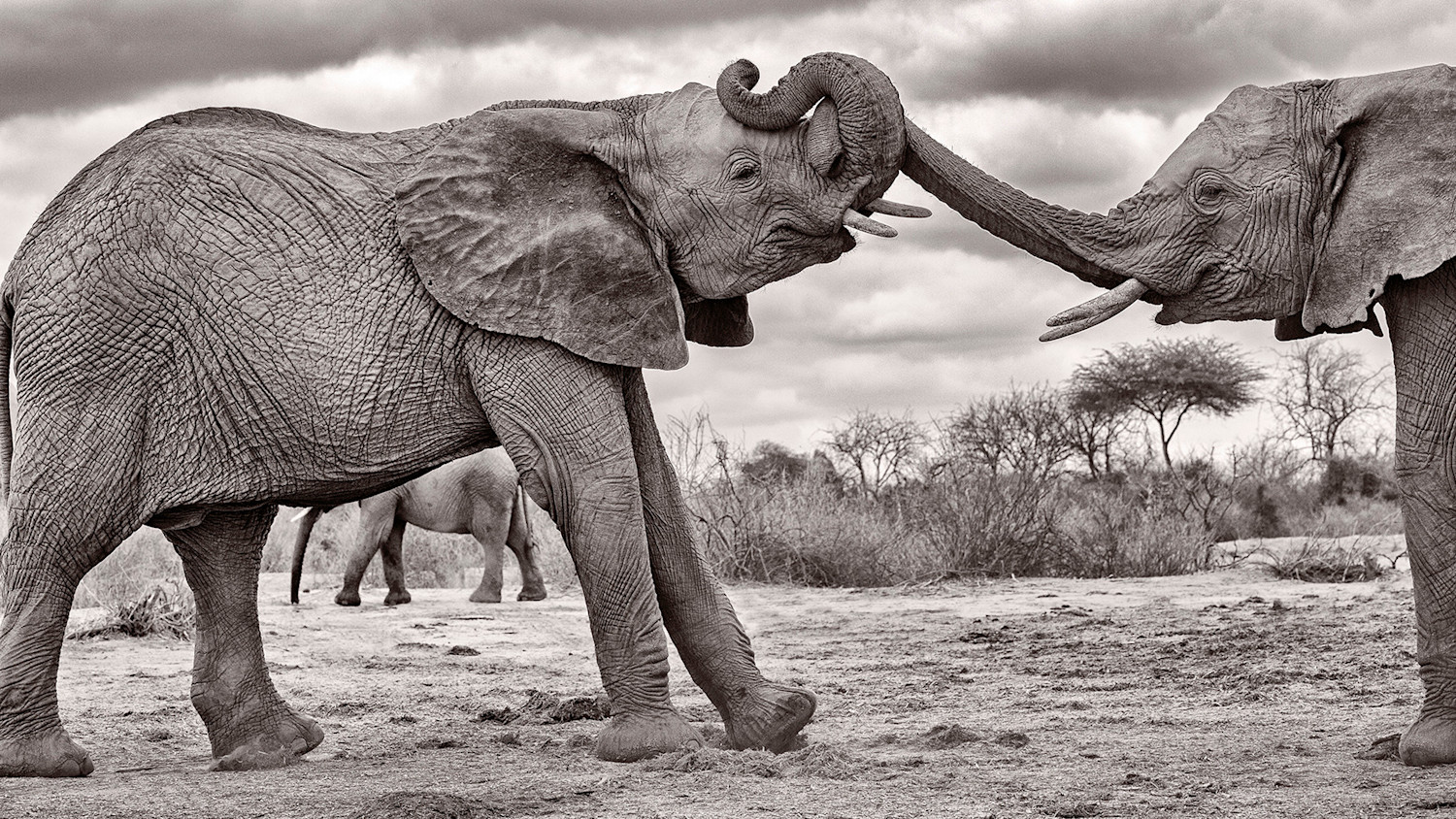Elephant LeaningTrunks1000 16x9