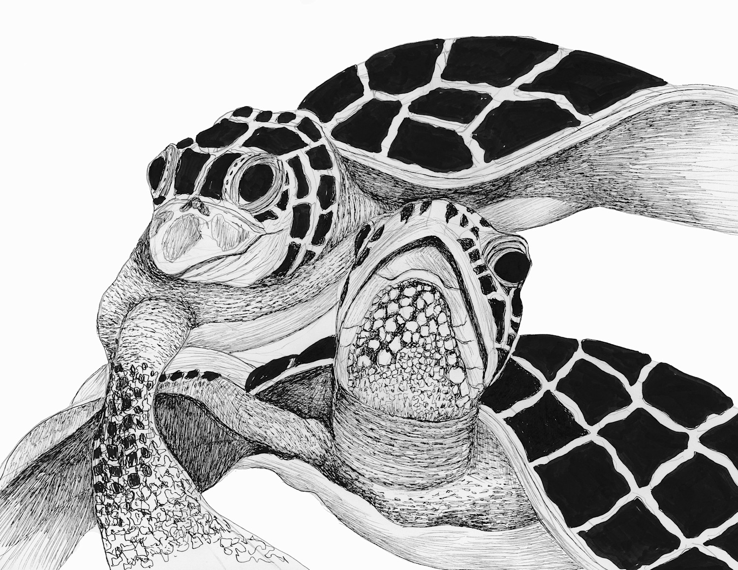 BW Turtle