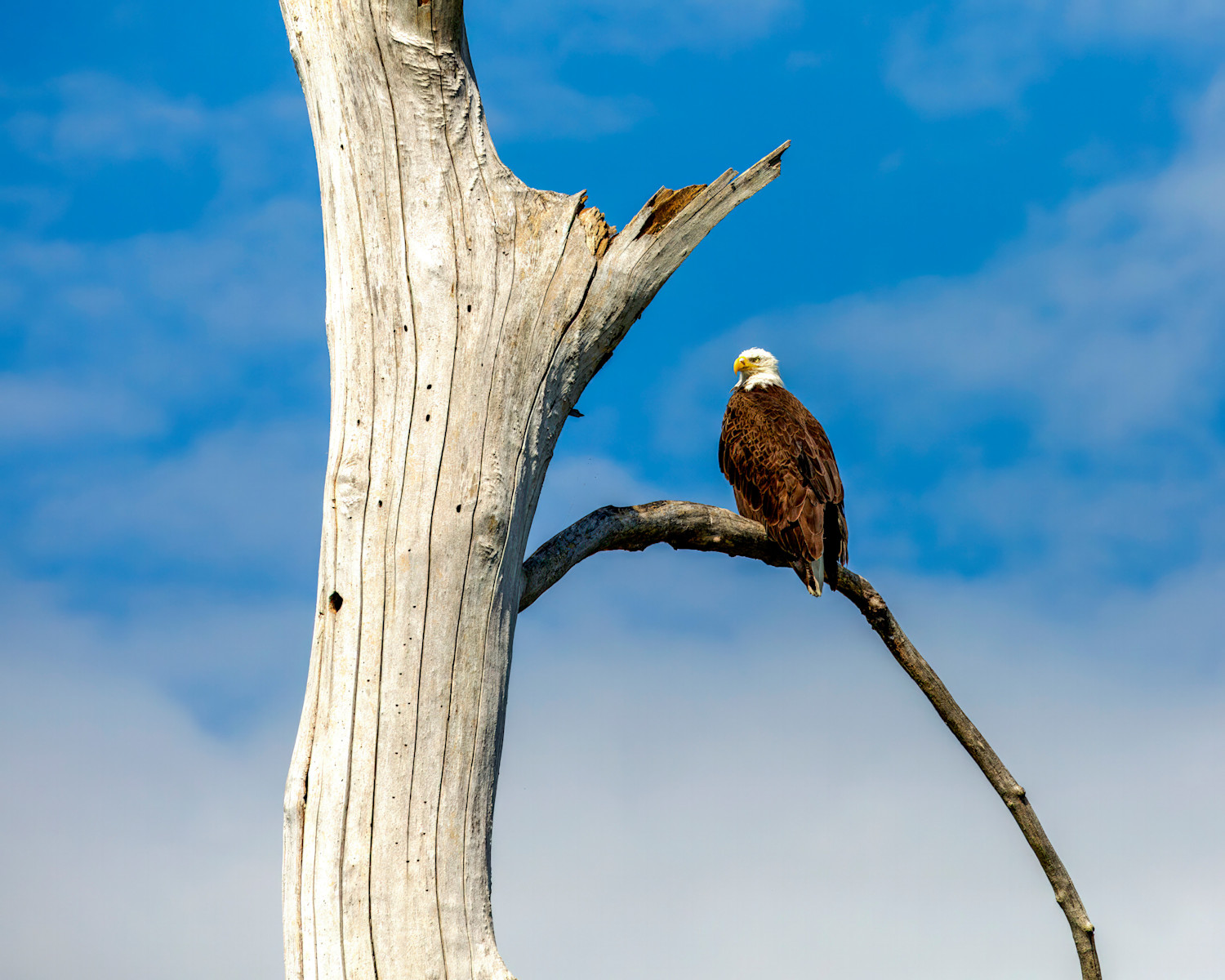 FG1A7430 BALD EAGLE 