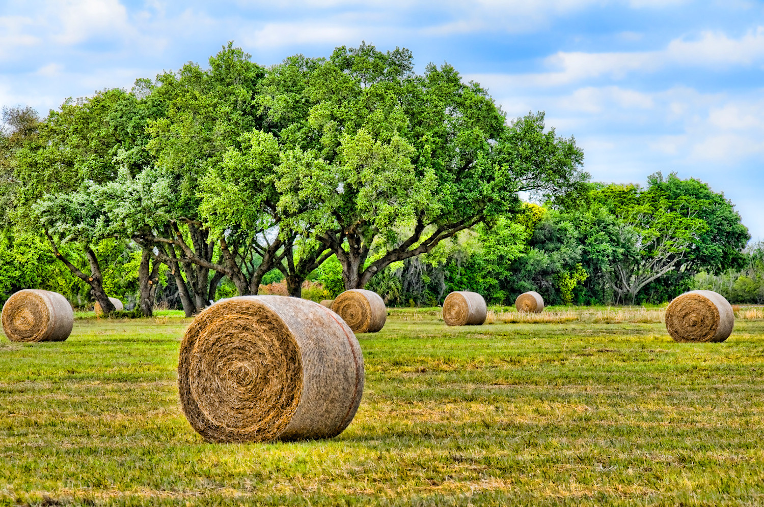 x Hay Harvest