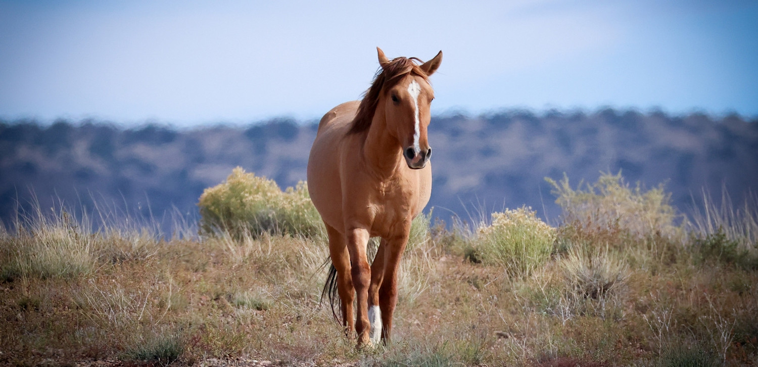 Soltan Wild Horse In the Light of His Land BANNER FOR SITE