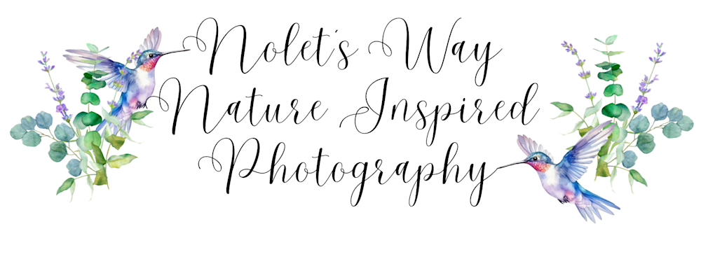 Nolet's Way Nature Inspired Photography 