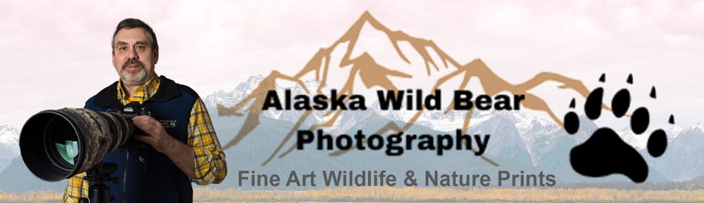 Alaska Wild Bear Photography - Fine Art Wildlife & Nature Prints