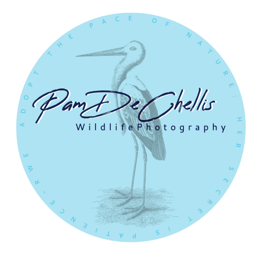 Pam DeChellis Wildlife Photography
