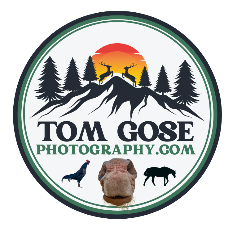 Tom Gose Photography - Unique shots from around the world while raising money for animal rescues in need