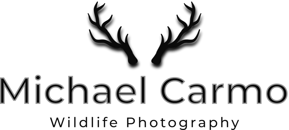  Carmo Wildlife Photography 