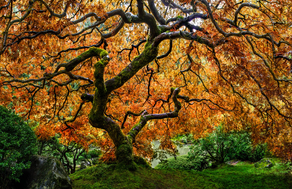 Tree of Zen in the Portland, OR Japanese Garden